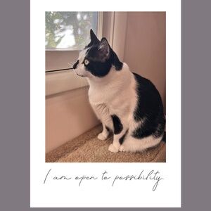 I am open to possibility Daily Catfirmation greeting card set
